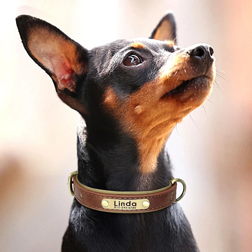 Personalized Leather Custom Dog Collar Soft Padded